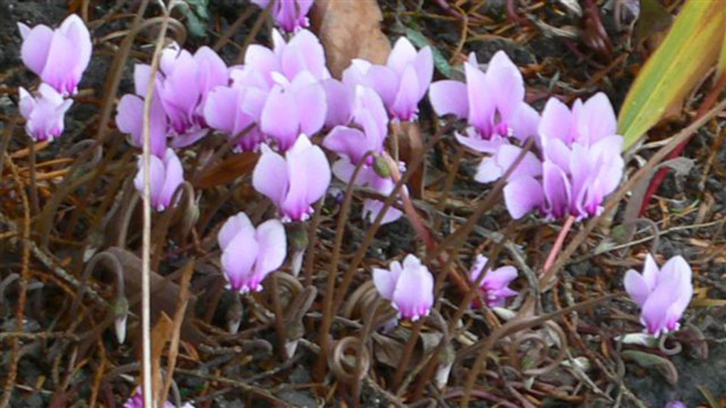 CyclamenHydrafolium