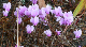 CyclamenHydrafolium