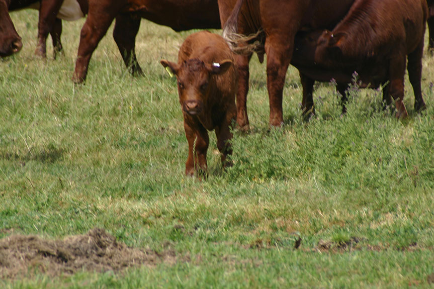 IMG_4145